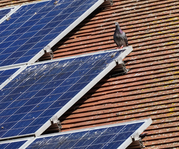 Golob na solarnem panelu